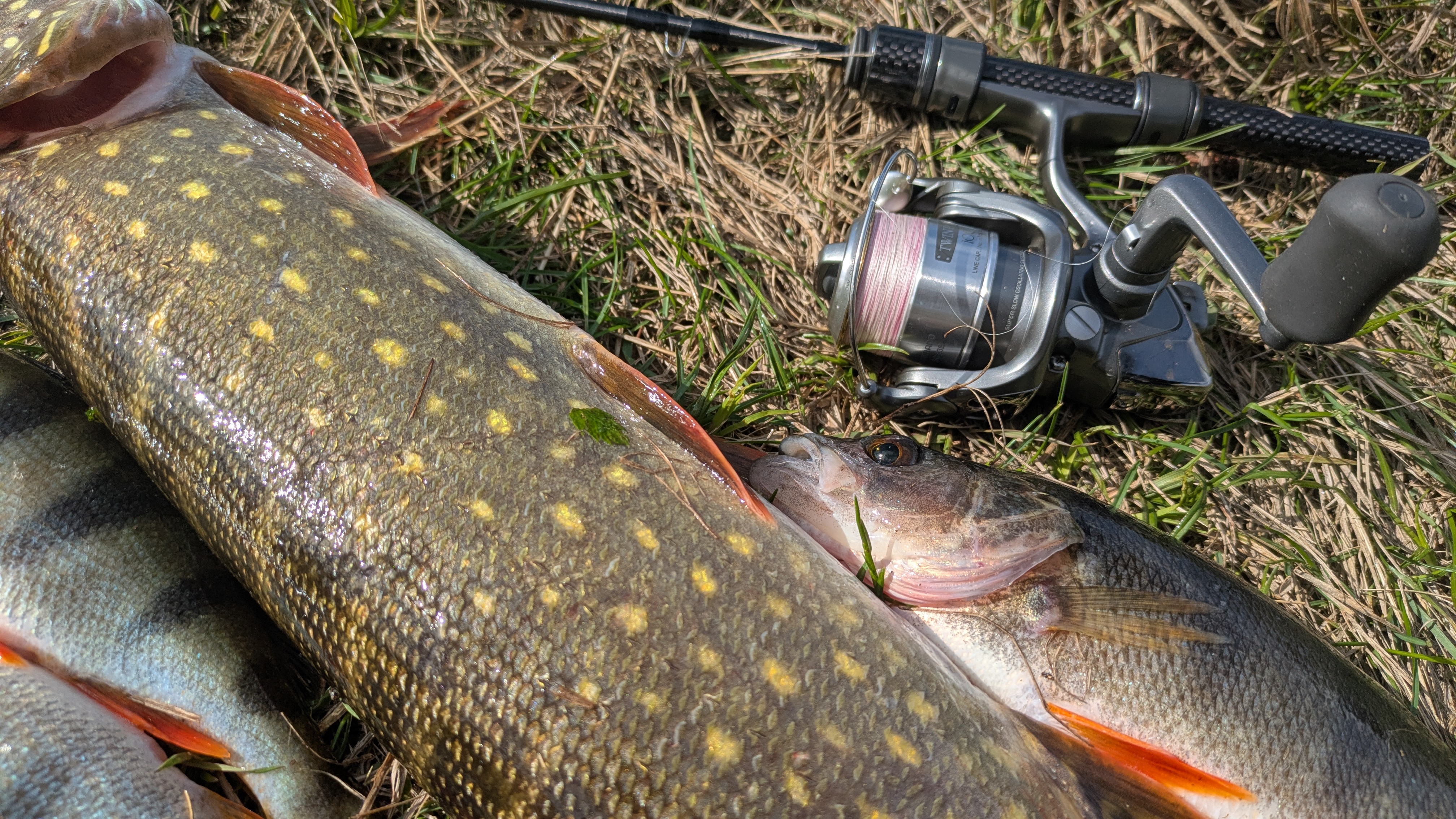 Shimano ’02 TWIN POWER 1000 ВИВІЗ ЩУКУ 1,4 КГ! 🔥 Мікроджиг на Matagi TWJ-602UL